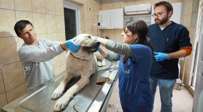 Hatay'da enkaz altından kurtarılan köpek artık İzmir'de yaşayacak