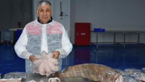 'Karadeniz ve Marmara kayıkları Ege'de avlanıyor'