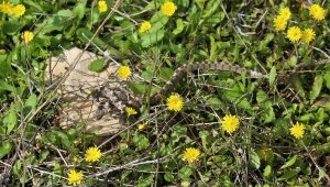 Kedi gözlü yılan doğal ortamına bırakıldı