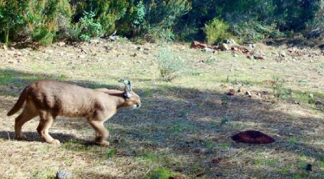 Marmaris'te yeniden yeşeren ormanda, karakulak görüntülendi