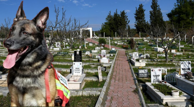 Meksikalı arama kurtarma köpeğinin ismi hayvan mezarlığına verildi