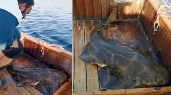 Oltaya takılan köpek balığı, teknede doğum yaptı