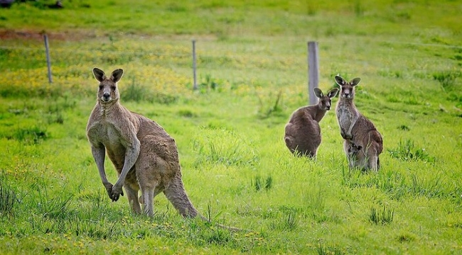 Tepki çeken karar! 5 milyon kanguru öldürülecek