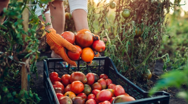 Yasak kaldırılmazsa domates seneye 100 lira olur