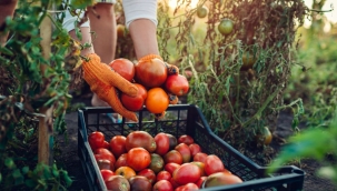 Yasak kaldırılmazsa domates seneye 100 lira olur
