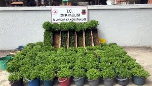 Arı kovanında kenevir yetiştiren şüpheli tutukladı