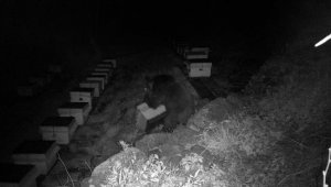 Arı kovanlarını parçalayan ayı, böyle görüntülendi