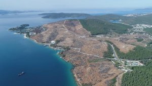 Bodrum ve Milas'ta yanan orman alanları, 21 ay sonra yeşerdi