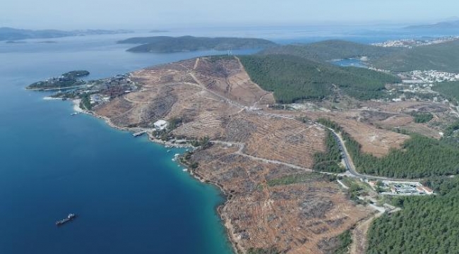 Bodrum ve Milas'ta yanan orman alanları, 21 ay sonra yeşerdi