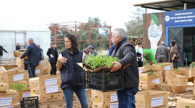 Bodrum'da belediye ekipleri üreticiye ücretsiz 350 bin fide dağıttı