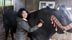 'Boğaların efesi' Buse