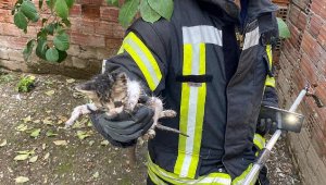 Boruya sıkışan yavru kedi, kardeşinin miyavlamasıyla çıktı