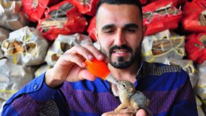 Bulduğu yavru sincabı biberonla besliyor
