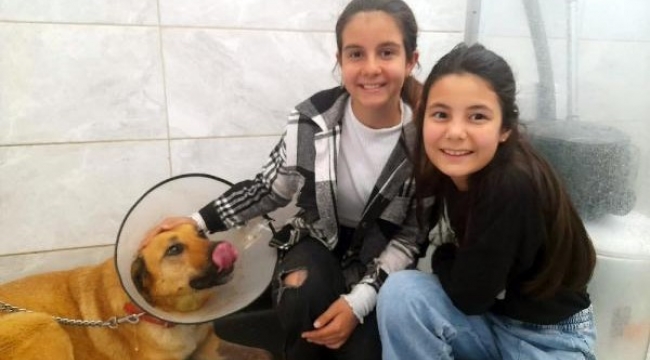Harçlıklarıyla yaralı köpeği tedavi ettirdiler