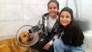 Harçlıklarıyla yaralı köpeği tedavi ettirdiler