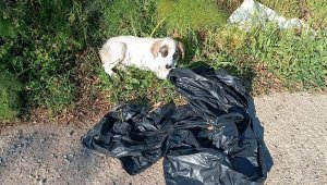 Çöp poşetine konulup ölüme terk edilen yavru köpek kurtarıldı