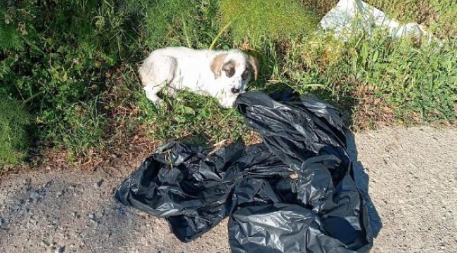 Çöp poşetine konulup ölüme terk edilen yavru köpek kurtarıldı
