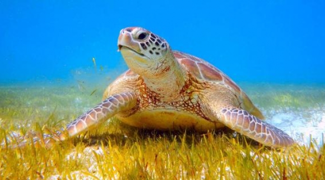 Deniz kaplumbağaları kabukları için avlanıyor