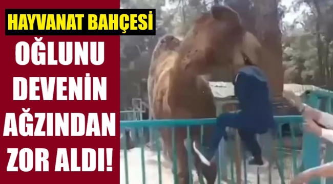 Denizli'de bir deve, çocuğu başından yakalayıp havaya kaldırdı