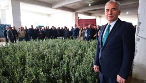 Denizli'de önemli adım! 40 bin zeytin fidanı atıl arazilerle buluşacak