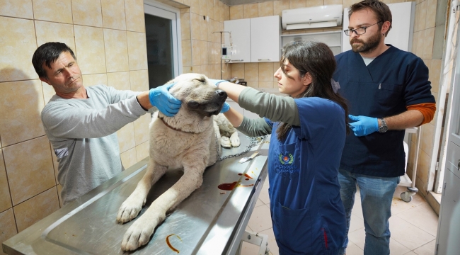 Gaziemir'de 4 yılda 21 bin 940 hayvana veteriner sağlık hizmeti