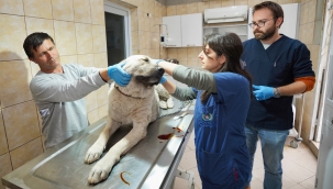 Gaziemir'de 4 yılda 21 bin 940 hayvana veteriner sağlık hizmeti