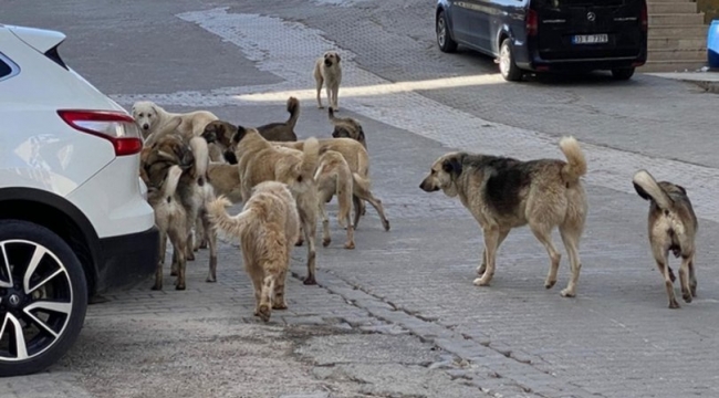 İzmir'de, sokak köpekleri hayat kurtaracak