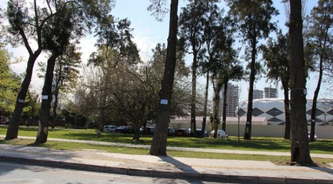 İzmir'deki anıt ağaçların bakımı yapıldı, tabelaları asıldı