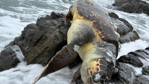 Kayalıklarda ölü caretta caretta bulundu