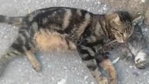 Kedi, ölen yavrusunun yanından ayrılmadı
