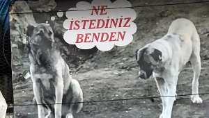Köpeğinin zehirlenmesine pankartla tepki gösterdi