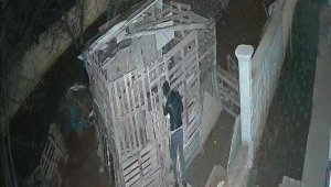 Kümesten tavuk hırsızlığı kamerada