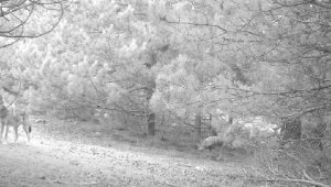 Manisa'da kurtlar, fotokapanla ilk kez sürü halinde görüntülendi
