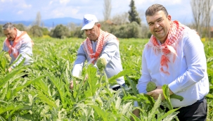 Seferihisar'da enginar zamanı