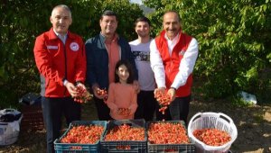 Sezonun ilk kirazı, kilosu 800 liradan satıldı