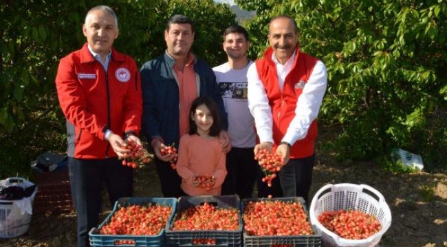 Sezonun ilk kirazı, kilosu 800 liradan satıldı