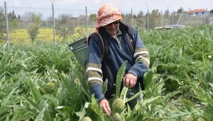 Urla'da üreticinin 'sakız enginarı' mesaisi