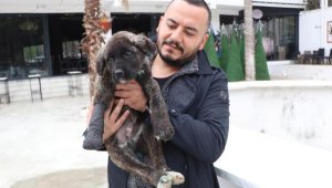 Vahşet! Kuyruğu, kulakları ve patisi kesildi