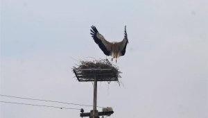 Akıma kapılan leyleğin yuvasını taşıdılar