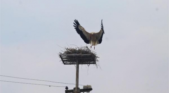 Akıma kapılan leyleğin yuvasını taşıdılar