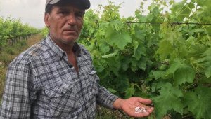 Alaşehir'de 3 dakika yağan dolu, bahçe ve üzüm bağlarına zarar verdi