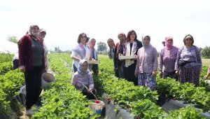 Başkan Çerçioğlu ve Selvi Kılıçdaroğlu, çilek hasadı yaptı