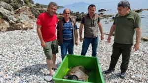 Bodrum'da kıyıya vuran caretta carettaya tedavi