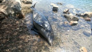 Bodrum'da sahile ölü yunus vurdu