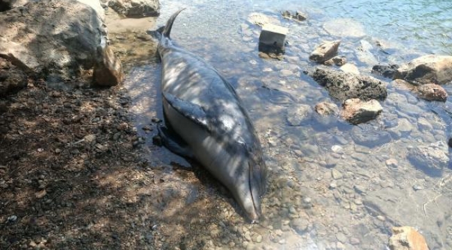 Bodrum'da sahile ölü yunus vurdu