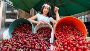 Buca, Belenbaşı Tanıtma ve Kiraz Festivali için gün sayıyor