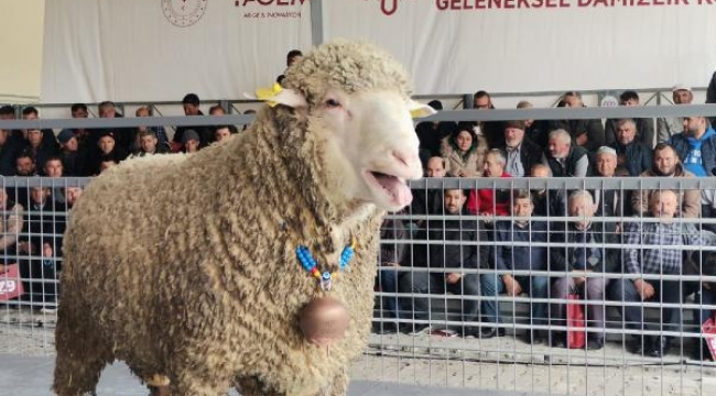 Damızlık koç, 91 bin liraya satıldı