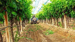 Dünyaca Ünlü Sultaniye üzümleri ihracata hazırlanıyor