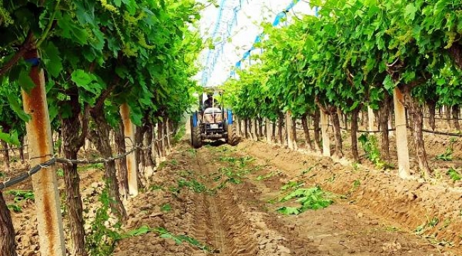 Dünyaca Ünlü Sultaniye üzümleri ihracata hazırlanıyor