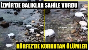 İzmir Bayraklı sahili ölü vatozlarla doldu